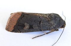 Dichagyris kyune by (c) jimeckert49, some rights reserved (CC BY). Used under a CC-BY license.