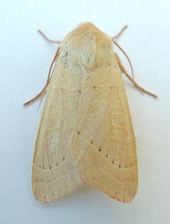 Dichagyris lobato by (c) jimeckert49, some rights reserved (CC BY). Used under a CC-BY license.