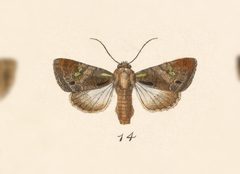 Acroria pulchra by no rights reserved, uploaded by Andreas Manz. Used under a CC0 license.