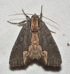 Dypterygia rozmani by no rights reserved, uploaded by Chrissy McClarren and Andy Reago. Used under a CC0 license.