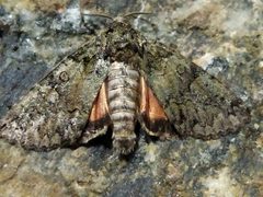 Dypterygiini by (c) SteveM4560, some rights reserved (CC BY), uploaded by SteveM4560. Used under a CC-BY license.