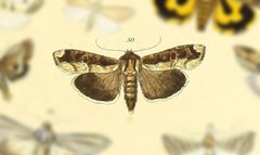 Magusa orbifera by no rights reserved, uploaded by Andreas Manz. Used under a CC0 license.