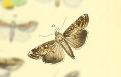 Magusa orbifera by no rights reserved, uploaded by Andreas Manz. Used under a CC0 license.