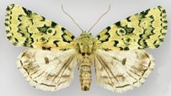 Bryolymnia viridata by (c) Lafontaine JD, Walsh JB, Holland RW, some rights reserved (CC BY). Used under a CC-BY license.