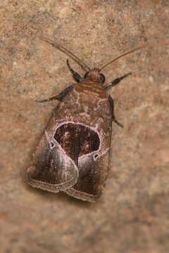Elaphria deltoides by (c) Trevor Van Loon, some rights reserved (CC BY), uploaded by Trevor Van Loon. Used under a CC-BY license.