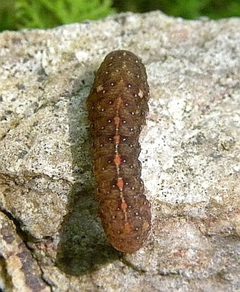 Elaphria grata by (c) jimeckert49, some rights reserved (CC BY). Used under a CC-BY license.