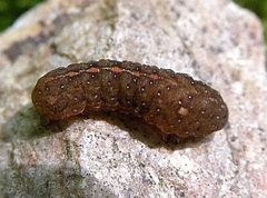 Elaphria grata by (c) jimeckert49, some rights reserved (CC BY). Used under a CC-BY license.