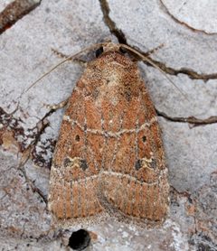 Elaphria grata by (c) Andy Reago & Chrissy McClarren, some rights reserved (CC BY). Used under a CC-BY license.