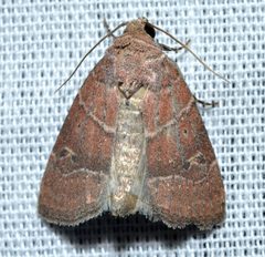 Elaphria grata by (c) Andy Reago & Chrissy McClarren, some rights reserved (CC BY). Used under a CC-BY license.