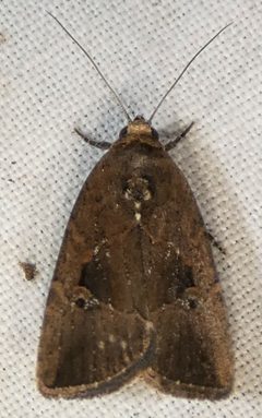 Elaphria nucicolora by no rights reserved, uploaded by kcthetc1. Used under a CC0 license.