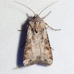Agrotina by (c) Ken-ichi Ueda, some rights reserved (CC BY), uploaded by Ken-ichi Ueda. Used under a CC-BY license.