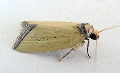 Pseudomarimatha by (c) jimeckert49, some rights reserved (CC BY). Used under a CC-BY license.