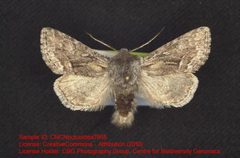 Epidemas cinerea by no rights reserved, uploaded by Andreas Manz. Used under a CC0 license.