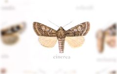 Epidemas cinerea by no rights reserved, uploaded by Andreas Manz. Used under a CC0 license.