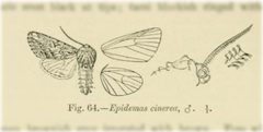 Epidemas cinerea by no rights reserved, uploaded by Andreas Manz. Used under a CC0 license.