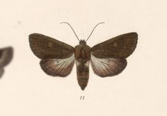 Eriopyga crista by no rights reserved, uploaded by Andreas Manz. Used under a CC0 license.