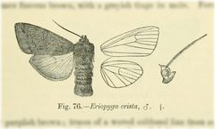 Eriopyga crista by no rights reserved, uploaded by Andreas Manz. Used under a CC0 license.