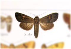 Eriopyga crista by no rights reserved, uploaded by Andreas Manz. Used under a CC0 license.