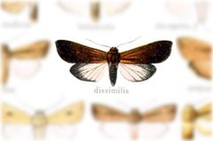 Eriopyga crista by no rights reserved, uploaded by Andreas Manz. Used under a CC0 license.