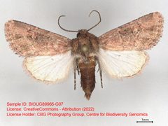 Hexorthodes jocosa by no rights reserved, uploaded by Andreas Manz. Used under a CC0 license.