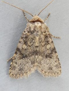 Homorthodes dubia by (c) jimeckert49, some rights reserved (CC BY). Used under a CC-BY license.