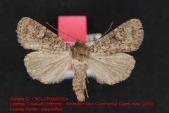 Homorthodes euxoiformis by no rights reserved, uploaded by Andreas Manz. Used under a CC0 license.