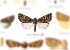 Homorthodes euxoiformis by no rights reserved, uploaded by Andreas Manz. Used under a CC0 license.