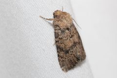 Homorthodes furfurata by (c) Quinten Wiegersma, some rights reserved (CC BY), uploaded by Quinten Wiegersma. Used under a CC-BY license.