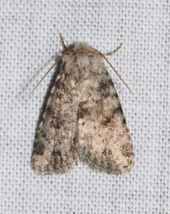 Homorthodes perturba by (c) Roger Rittmaster, some rights reserved (CC BY), uploaded by Roger Rittmaster. Used under a CC-BY license.