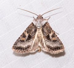 Hyperepia jugifera by (c) Laura Gaudette, some rights reserved (CC BY), uploaded by Laura Gaudette. Used under a CC-BY license.