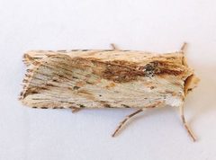Hypotrix diplogramma by (c) jimeckert49, some rights reserved (CC BY). Used under a CC-BY license.
