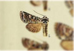 Lacinipolia naevia by no rights reserved, uploaded by Andreas Manz. Used under a CC0 license.