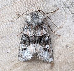 Lacinipolia olivacea by no rights reserved, uploaded by Ben Keen. Used under a CC0 license.