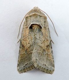 Lacinipolia triplehorni by (c) jimeckert49, some rights reserved (CC BY). Used under a CC-BY license.