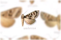 Lacinipolia umbrosa by no rights reserved, uploaded by Andreas Manz. Used under a CC0 license.