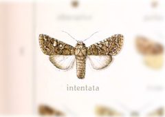 Lacinipolia umbrosa by no rights reserved, uploaded by Andreas Manz. Used under a CC0 license.