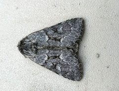 Lasionycta fergusoni by (c) Doug Macaulay, some rights reserved (CC BY), uploaded by Doug Macaulay. Used under a CC-BY license.