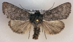 Lasionycta perplexella by (c) Dave, some rights reserved (CC BY), uploaded by Dave. Used under a CC-BY license.