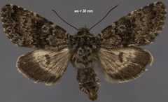 Lasionycta poca by (c) Doug Macaulay, some rights reserved (CC BY), uploaded by Doug Macaulay. Used under a CC-BY license.