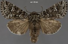 Lasionycta taigata by (c) Doug Macaulay, some rights reserved (CC BY), uploaded by Doug Macaulay. Used under a CC-BY license.