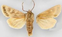 Psammopolia insolens by (c) Lars G. Crabo, Donald Lafontaine, some rights reserved (CC BY). Used under a CC-BY license.
