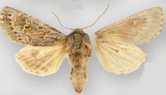 Psammopolia insolens by (c) Lars G. Crabo, Donald Lafontaine, some rights reserved (CC BY). Used under a CC-BY license.