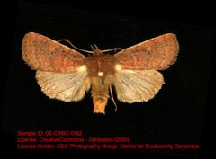 Pseudorthodes iole by no rights reserved, uploaded by Andreas Manz. Used under a CC0 license.