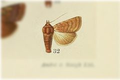Pseudorthodes iole by no rights reserved, uploaded by Andreas Manz. Used under a CC0 license.