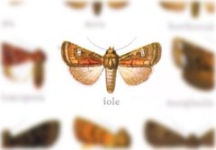 Pseudorthodes iole by no rights reserved, uploaded by Andreas Manz. Used under a CC0 license.