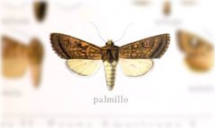 Tricholita palmillo by no rights reserved, uploaded by Andreas Manz. Used under a CC0 license.