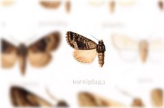 Euamiana torniplaga by no rights reserved, uploaded by Andreas Manz. Used under a CC0 license.