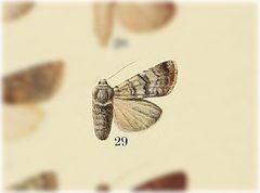 Euxoa annulipes by no rights reserved, uploaded by Andreas Manz. Used under a CC0 license.