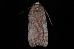 Euxoa bicollaris by (c) Jeremy deWaard. University of British Columbia., some rights reserved (CC BY). Used under a CC-BY license.