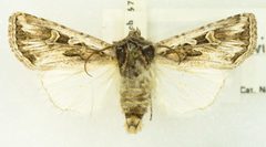 Euxoa brevipennis by no rights reserved, uploaded by Robbie Hannawacker. Used under a CC0 license.